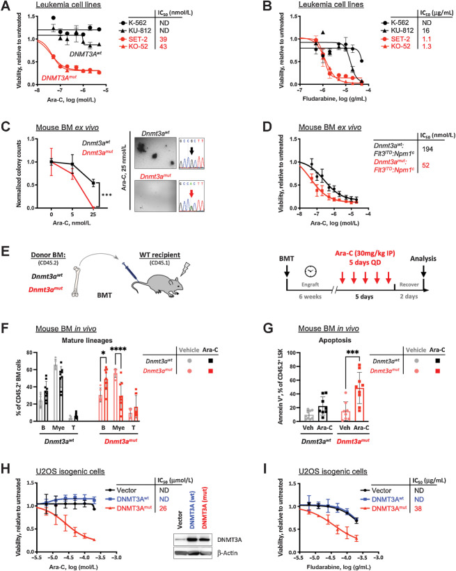 Figure 1. Expression of mutant DNMT3A confers sensitivity to replication-stalling agents. A and B, Sensitivity to elongation-terminating nucleoside analogues cytarabine (Ara-C, A) and fludarabine (B) and corresponding IC50 values in leukemia cell lines with DNMT3AR882 (red, SET-2 and KO-52) and DNMT3AWT (black, K-562 and KU-812) after 48 hours of treatment, relative to vehicle control, as determined by CellTiter-Glo assay in triplicate. C, Colony formation assay using bone marrow cells derived from Dnmt3aR878H and littermate Dnmt3awt control mice, treated with indicated concentrations of Ara-C and grown in MethoCult M3434, in triplicate. Colonies were scored 10 days after plating and counts normalized to vehicle controls (C). Bone marrow from Dnmt3amut mice formed fewer to no colonies compared with wild-type control when treated with 25 nmol/L cytarabine; cDNA Sanger sequencing traces show complete Cre-mediated excision, resulting in equal expression of WT and R878H alleles. D, Ex vivo cytarabine dose responses and corresponding IC50 of mouse leukemias driven by Flt3ITD:Npm1c, with and without Dnmt3amut, as measured by CellTiter-Glo assay in triplicate. E–G, Sensitivity to cytarabine in vivo. Congenic CD45.1 recipients reconstituted with Dnmt3amut or wild-type control bone marrow cells received five daily doses of 30 mg/kg Ara-C and were analyzed 48 hours later (E). Frequencies of donor-derived (CD45.2+) mature lineage cells (myeloid, B cells, T cells; F) and apoptosis (Annexin V positivity) of the LSK cells (G) in the bone marrow 48 hours after last treatment dose (n = 5–9; *, P < 0.05; ***, P < 0.001; ****, P < 0.0001, two-way ANOVA with Šídák's post hoc multiple comparisons test). H and I, Sensitivity to cytarabine (H) and fludarabine (I) and corresponding IC50 values in U2OS cells ectopically expressing wild-type (blue) and R882C mutant (red) forms of DNMT3A or empty vector control (black), relative to untreated after 48 hours of treatment, by AlamarBlue assay in triplicate. Inset in H shows levels of expression of wild-type and mutant DNMT3A, and endogenous DNMT3A in cells transduced with an empty vector control.