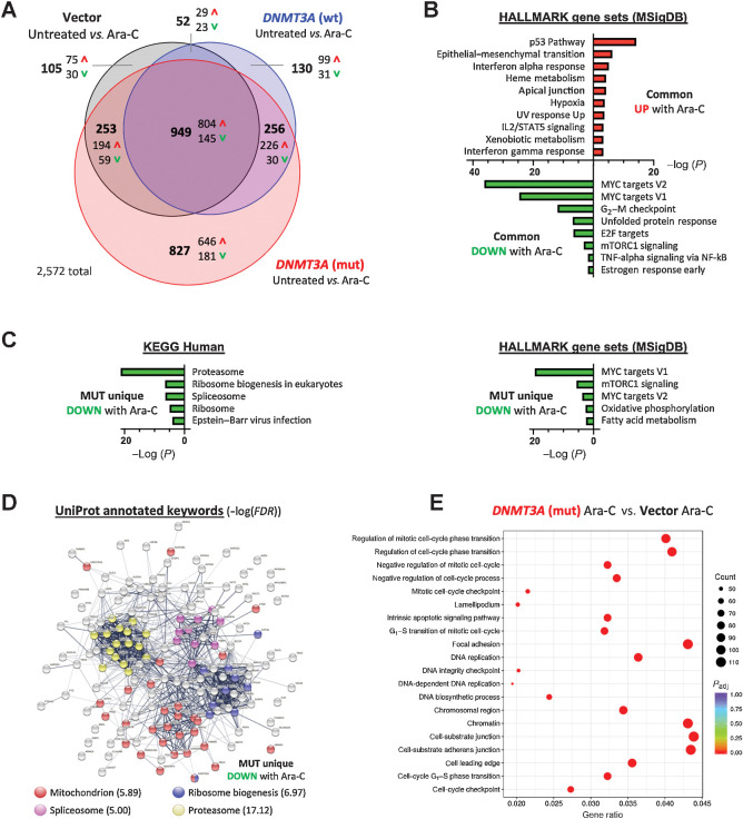 Figure 5. Gene-expression profiling identifies pathways deregulated in mutant DNMT3A-expressing cells treated with Ara-C. A, Venn diagram showing differentially expressed genes (FC ≥ 1.5, FDR < 0.05) between vehicle and Ara-C–treated (10 μmol/L, 24 hours) cells that are common or unique to each of the experimental groups: U2OS cells expressing wild-type (blue) or mutant (red) DNMT3A, or empty vector control (black); data from three independent biological replicates. B, HALLMARK gene sets (MSigDB) significantly enriched among commonly upregulated or downregulated genes in all three groups (FDR < 0.1). C, Significantly enriched KEGG pathways and HALLMARK gene sets among genes uniquely downregulated in DNMT3Amut cells after cytarabine treatment (FDR<0.1). D, STRING functional protein network analysis corresponding to genes uniquely downregulated in the DNMT3Amut cells 24 hours after treatment with Ara-C, and their UniProt annotations. E, Enrichment of GO terms among genes differentially expressed (P < 0.05) in cytarabine-treated DNMT3Amut cells compared with treated empty vector controls.