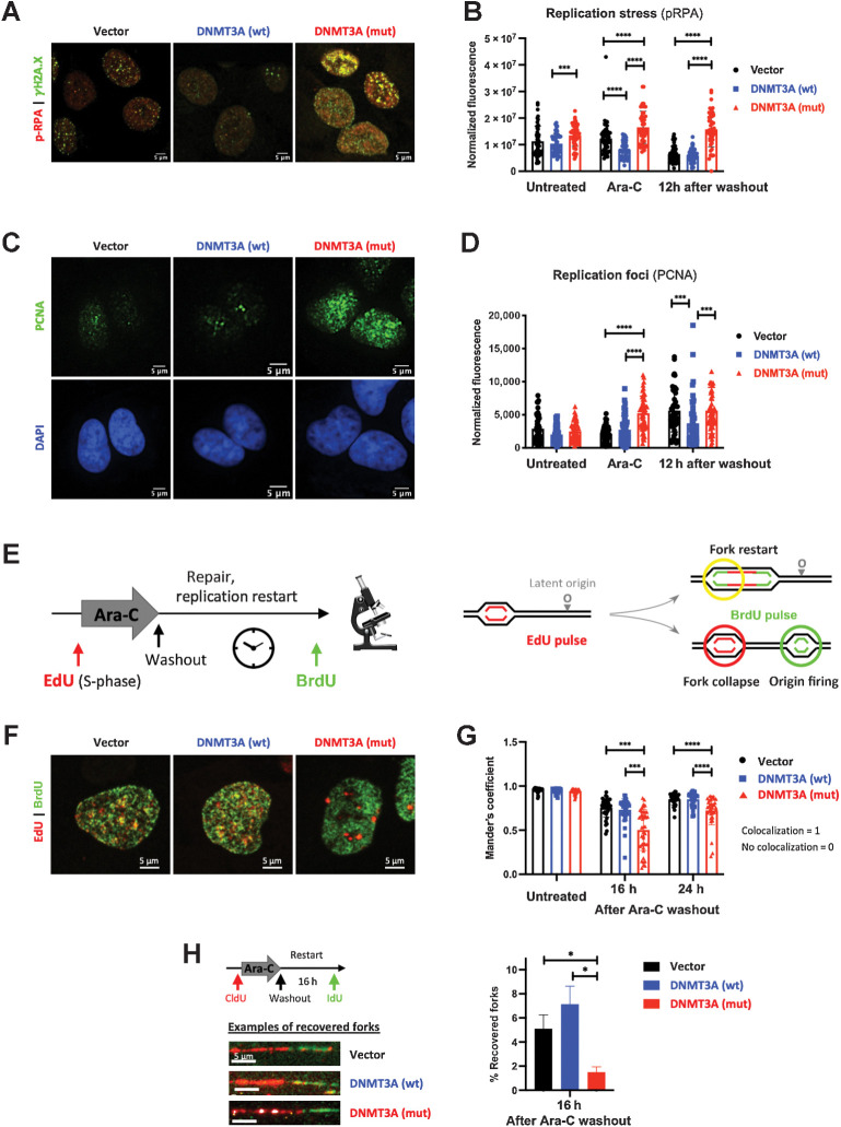 Figure 3. Cells expressing mutant DNMT3A experience prolonged replication stress after cytarabine treatment. A and B, Replication stress and DNA damage after cytarabine treatment in U2OS cells transduced to express wild-type and mutant DNMT3A or empty vector control. Representative immunofluorescence microscopy images after 12-hour exposure (A, pRPA pSer33, red, and DSB marker γH2A.X, green) and pRPA signal quantification at steady state, 12 hours of treatment, and 12 hours after drug washout in at least 50 cells per condition (B). C and D, Analysis of replication foci by PCNA immunofluorescence staining (green) and DAPI (blue) after 12 hours of cytarabine treatment (C) and PCNA signal quantification in untreated, treated, and 12 hours after drug removal in at least 50 cells per condition (D) in U2OS cells with wild-type and mutant DNMT3A. E–G, Replication restart analysis by EdU and BrdU double-labeling pulse-chase experiments. U2OS cells overexpressing wild-type and mutant DNMT3A or empty vector control were pulsed with EdU (red), treated with cytarabine for 12 hours, and washed and pulsed with BrdU (green) at indicated timepoints (E). Representative immunofluorescence microscopy images of double-labeled cells (F, 16 hours after drug removal) and quantification of BrdU and EdU signal colocalization (Manders coefficient) in at least 25 nuclei per condition at indicated time points after drug removal (G). (***, P < 0.001; ****, P < 0.0001, Mann–Whitney rank-sum test). Each experiment was independently replicated at least three times. H, Recovery of stalled replication forks was measured by DNA fiber assay in U2OS cells expressing wild-type or mutant DNMT3A or empty vector control. Cells were pulsed with CldU (red), treated with Ara-C for 12 hours, allowed to recover for 16 hours after drug washout, and pulsed with IdU (green) prior to harvest. Proportion of recovered forks (double-labeled red/green tracks) was calculated in triplicate, in a single experiment; at least 300 fibers were scored per condition in each replicate (*, P < 0.05; Student t test with Welch correction). Representative examples of recovered forks are shown.