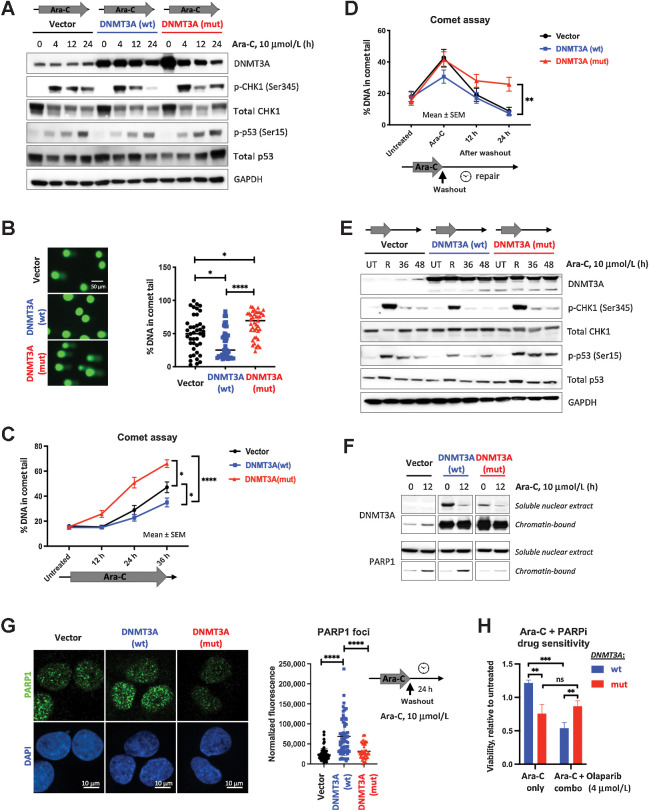 Figure 2. Cells expressing mutant DNMT3A accumulate DNA damage due to incomplete DNA repair upon cytarabine treatment. A, Immunoblot analysis of the DNA damage signaling at indicated timepoints after cytarabine treatment in U2OS cells with wild-type and mutant DNMT3A or empty vector control. B and C, Detection of damaged DNA by alkaline Comet assay at 24 hours (B) or at indicated timepoints of continuous cytarabine exposure (C) in U2OS cells lentivirally expressing wild-type (blue) and mutant (red) DNMT3A or empty vector control (black). D, Incomplete DNA repair in cells expressing mutant DNMT3A, 12 and 24 hours after cytarabine removal following 12-hour treatment. At least 40 comets per condition were scored using OpenComet plugin for ImageJ software (NIH) by calculating percentage of DNA in the comet tail on the basis of comet head and tail integral intensity (*, P < 0.05; **, P < 0.01; ****, P < 0.0001; Mann–Whitney rank-sum test; graphs represent mean ± SEM). E, Analysis of DDR in U2OS cells lentivirally expressing wild-type and mutant DNMT3A or empty vector control at 12 hours of cytarabine exposure and 36 and 48 hours after drug washout (UT, untreated; R, at release). F, Recruitment of PARP1 to chromatin-bound fraction from soluble nuclear extract after 12 hours of treatment with 10 μmol/L cytarabine in cells overexpressing wild-type or mutant forms of DNMT3A. G, Analysis of PARP1 foci formation (green) and DAPI (blue) by immunofluorescent staining in U2OS cells overexpressing wild-type and mutant DNMT3A or empty vector control 24 hours after cytarabine washout. Representative immunofluorescence microscopy images and quantification of PARP1 signal intensity in at least 50 nuclei per condition (****, P < 0.0001, Mann–Whitney rank-sum test). All experiments were independently replicated at least twice. H, PARP inhibitor olaparib increases sensitivity to cytarabine in U2OS cells expressing wild-type (blue) but not mutant (red) DNMT3A. Cell viability after 48 hours of treatment relative to vehicle control was measured by AlamarBlue assay in triplicate, in a single experiment (**, P < 0.01; ***, P < 0.001, unpaired Student t test).