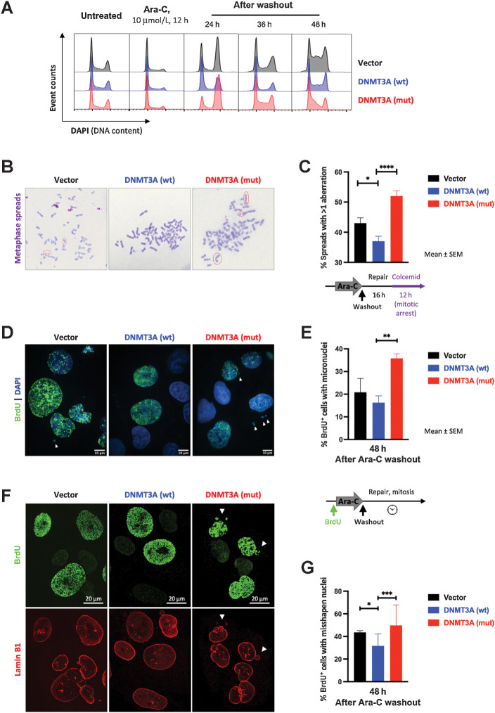 Figure 4. Mutant DNMT3A-expressing cells carrying DNA breaks after cytarabine treatment progress through mitosis. A, Cell-cycle profiles (by DNA content) in U2OS cells with wild-type (blue) and mutant (red) DNMT3A or empty vector control (black) after cytarabine treatment and after washout. Fixed and permeabilized cells were stained with DAPI and analyzed by flow cytometry. Results are representative of three independent experiments, each performed in duplicate. B and C, Persistent DNA breaks in mitosis after cytarabine treatment in U2OS cells lentivirally overexpressing wild-type and mutant DNMT3A or empty vector control. Representative images of metaphase spreads (B, Wright–Geimsa stain) and frequency of metaphases with chromosomal abnormalities from five independent experiments each scoring at least 200 metaphases per genotype (C) 16 hours after drug washout (*, P < 0.05; ****, P < 0.0001, unpaired t test; graphs represent mean ± SEM). D–G, Mitotic catastrophe as a consequence of abnormal mitoses in cells with persistent DNA damage after cytarabine wash-out. Cells were pulsed with BrdU for 1 hour, exposed to cytarabine for 24 hours, and released from drug treatment; 48 hours later, cells were fixed and stained for BrdU (D, E) and Lamin-B1 (F, G). Representative microphotographs of nuclear morphology (D, DAPI was used to visualize all nuclei in blue) and percentage of BrdU+ cells with micronuclei (E, **, P < 0.01, unpaired t test; graphs represent mean ± SEM from three independent replicate experiments each scoring at least 40 nuclei). Representative microphotographs of nuclear lamina abnormalities visualized by Lamin-B1 staining (red) in BrdU+ cells (green; F) and fraction of BrdU+ cells with abnormally shaped nuclei (G). At least 100 nuclei per genotype were scored in each of two independent experiments (*, P < 0.05; ***, P < 0.001, pairwise two-tailed Fisher exact tests, where each normal nucleus was categorized as 0 and each abnormal as 1).