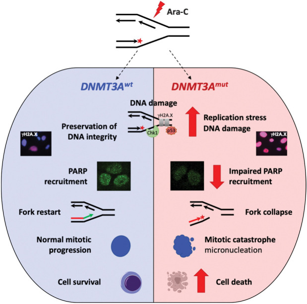 Figure 6. Cells expressing DNMT3A with R882 mutations are more sensitive to DNA damage at replication forks. In cells with mutant DNMT3A, treatment with replication-stalling drugs such as nucleoside analogue cytarabine leads to prolonged replication stress and accumulation of DNA damage, which coincides with attenuated chromatin recruitment of PARP and propensity to replication fork collapse. DNA damage persists through mitosis, resulting in mitotic defects, such as formation of micronuclei or mitotic catastrophe.