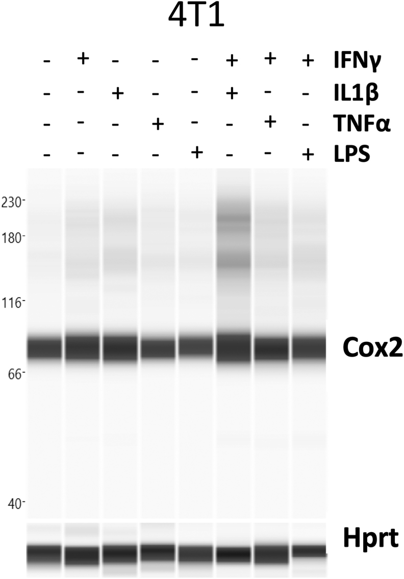 Fig S6