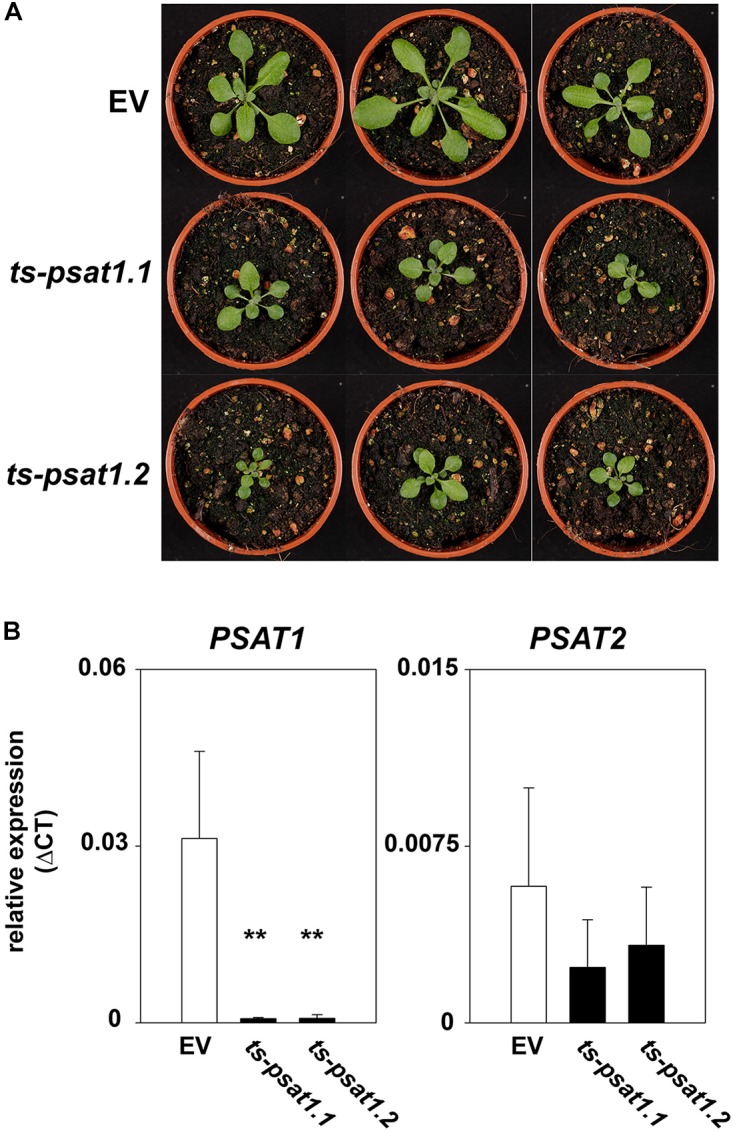 FIGURE 4