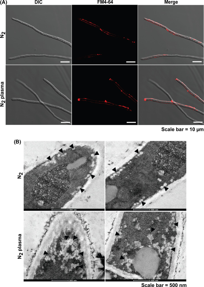 Fig. 6