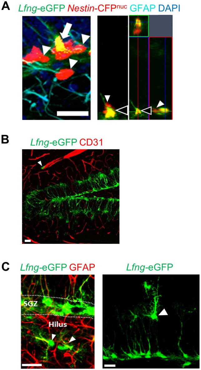 Figure 1—figure supplement 1.