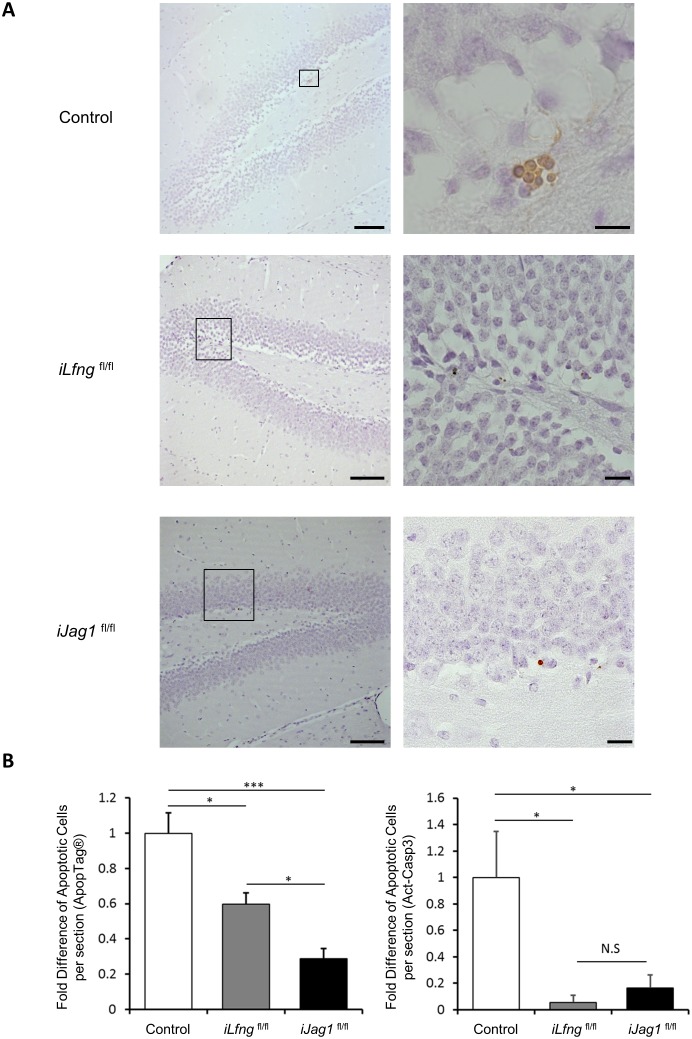 Figure 5—figure supplement 1.