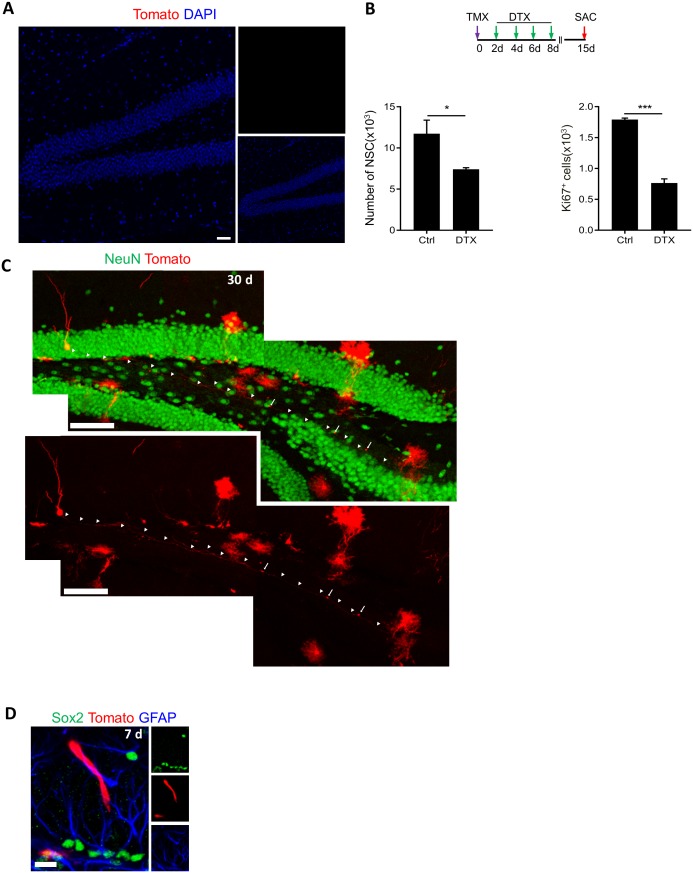 Figure 3—figure supplement 1.