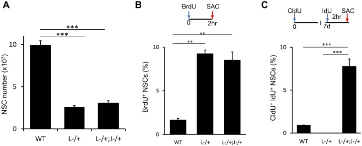 Figure 6—figure supplement 1.