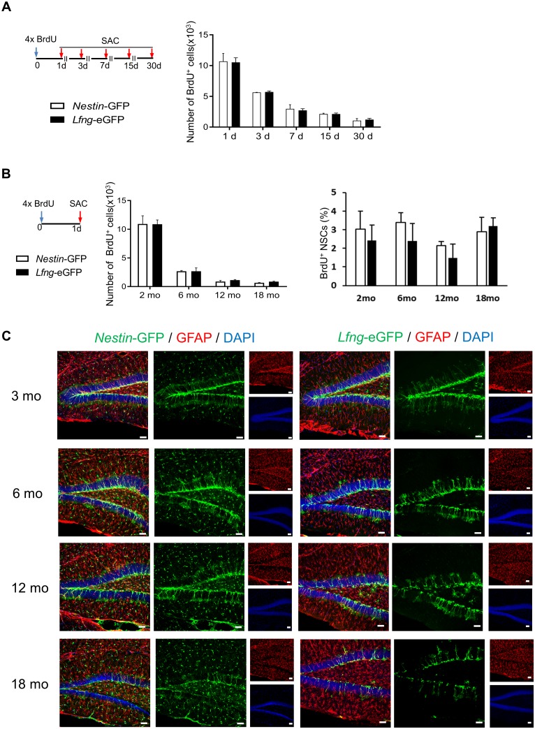 Figure 2—figure supplement 1.