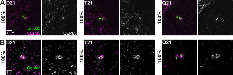 Figure 2—figure supplement 1.