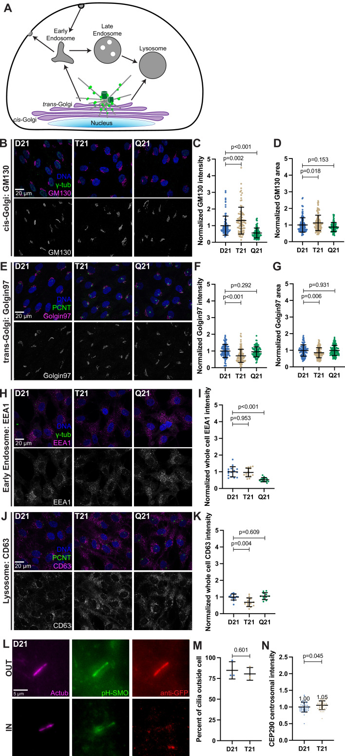 Figure 5—figure supplement 1.