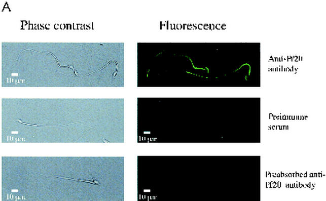 FIG. 7.