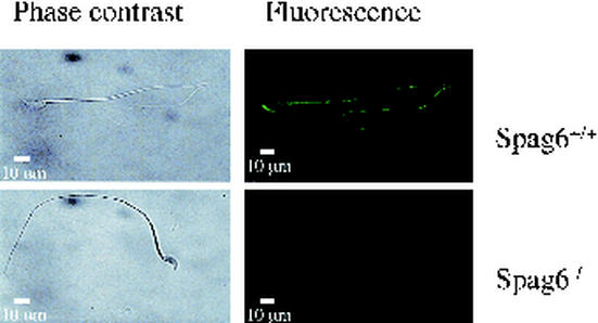 FIG. 11.