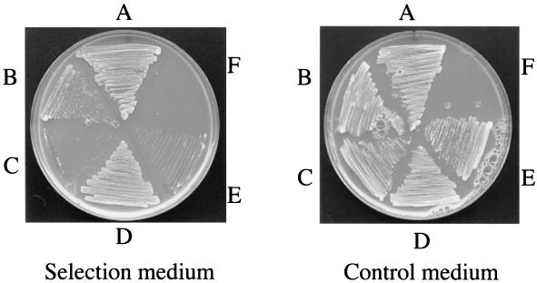 FIG. 8.