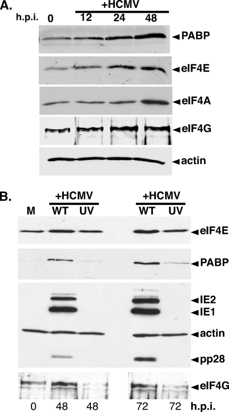 FIG. 1.