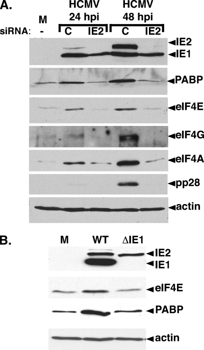 FIG. 2.