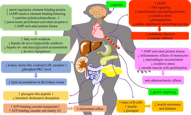 Graphical abstract