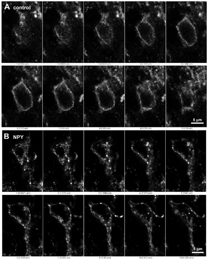 Figure 2 -