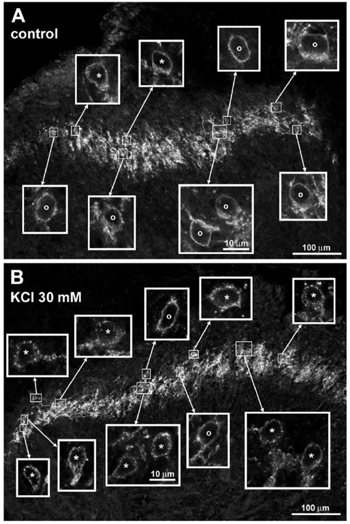 Figure 1 -