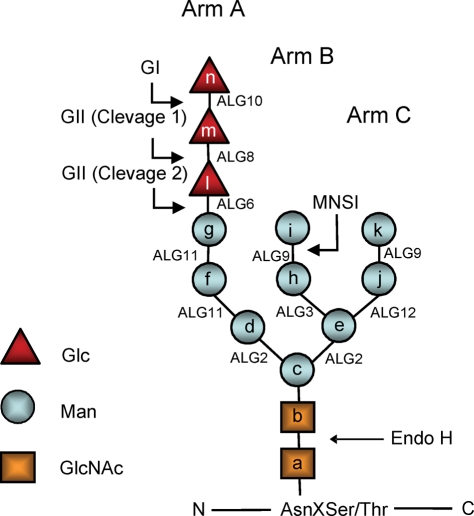 FIGURE 1: