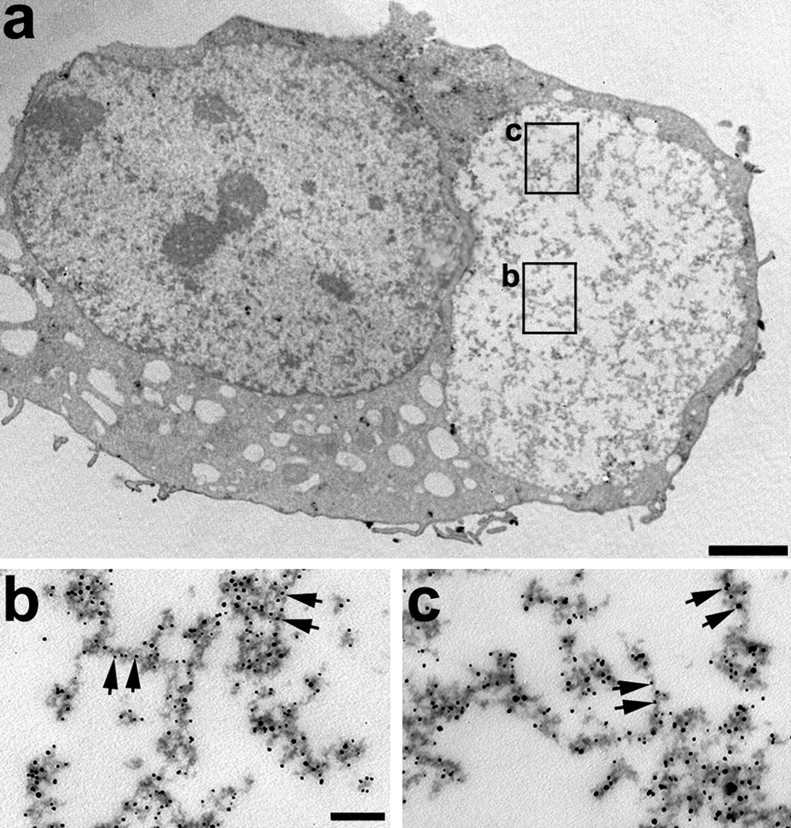 Figure 11.