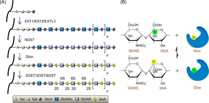 FIGURE 1.