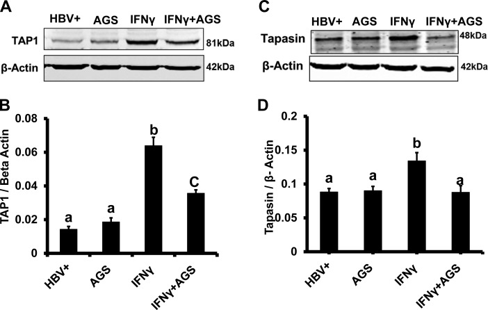 Fig. 8.