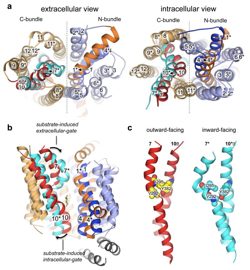 Structure and mechanism of the mammalian fructose transporter GLUT5 - PMC