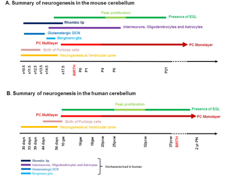 Figure 5 -