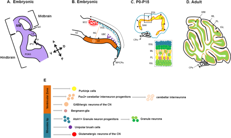 Figure 3 -