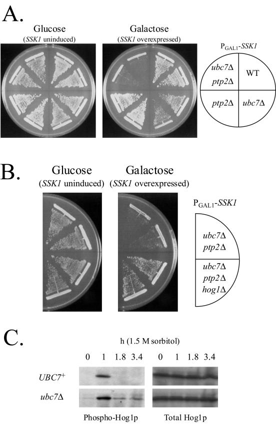 FIG.7.