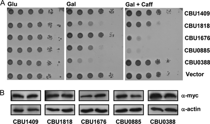 FIG 3