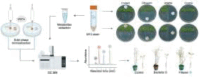 Image, graphical abstract