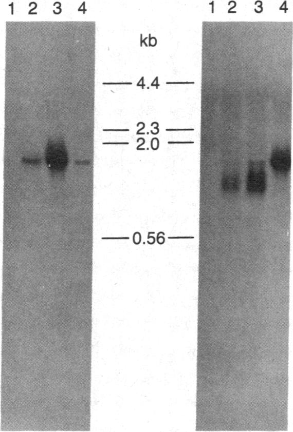 graphic file with name pnas00323-0329-a.jpg