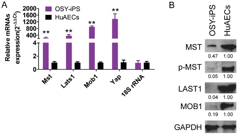 Figure 4.