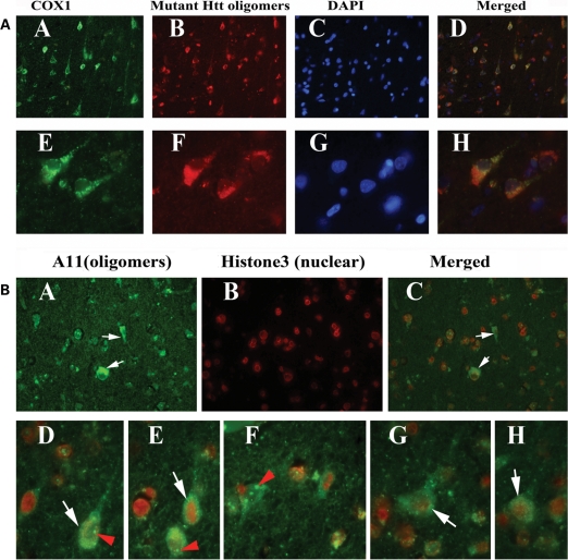 Figure 11.