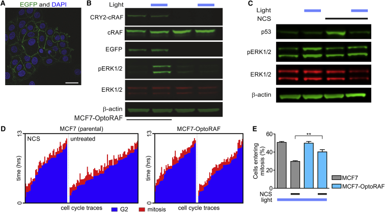 Figure 3