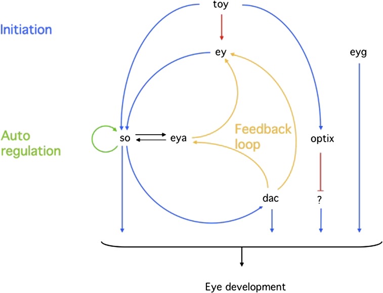 FIG. 3.—