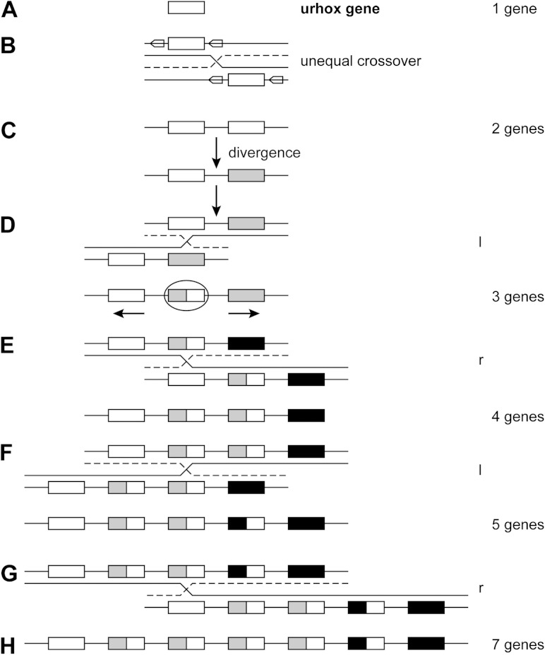 FIG. 9.—