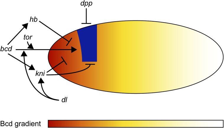 FIG. 8.—