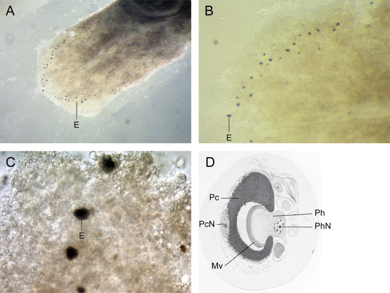 FIG. 1.—