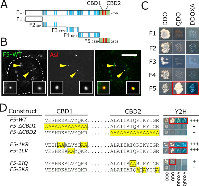 FIGURE 2: