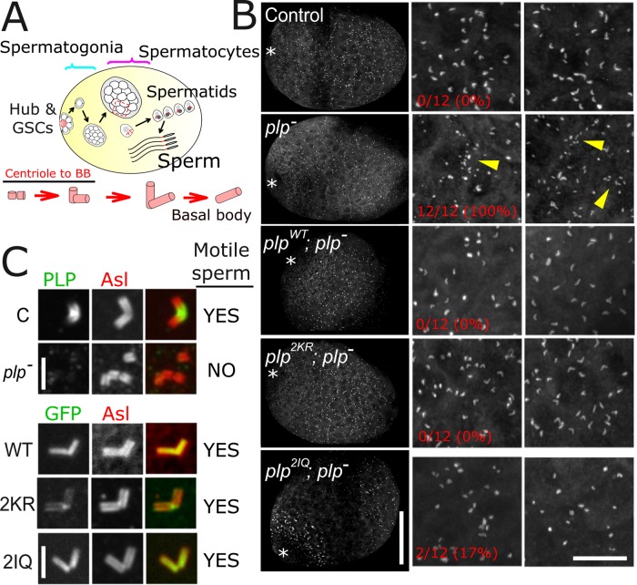 FIGURE 6: