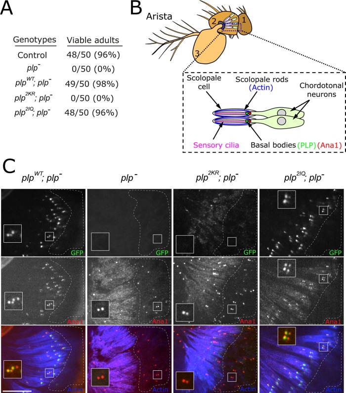 FIGURE 5: