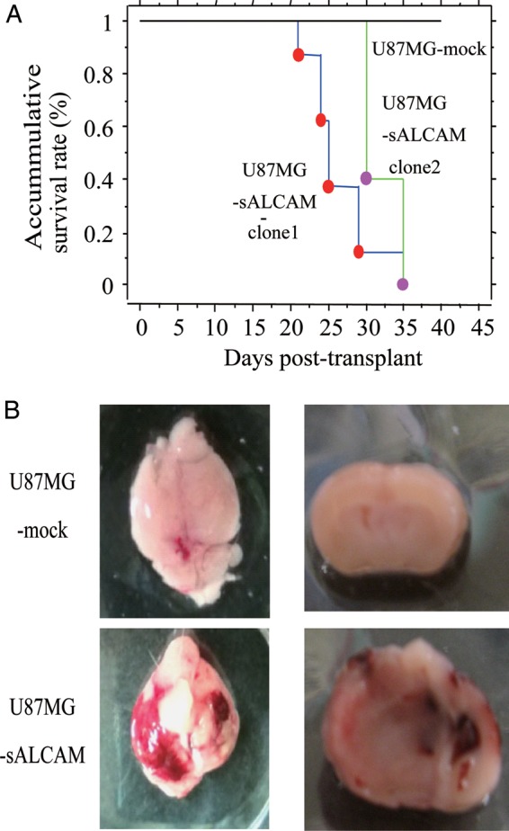 Fig. 5.