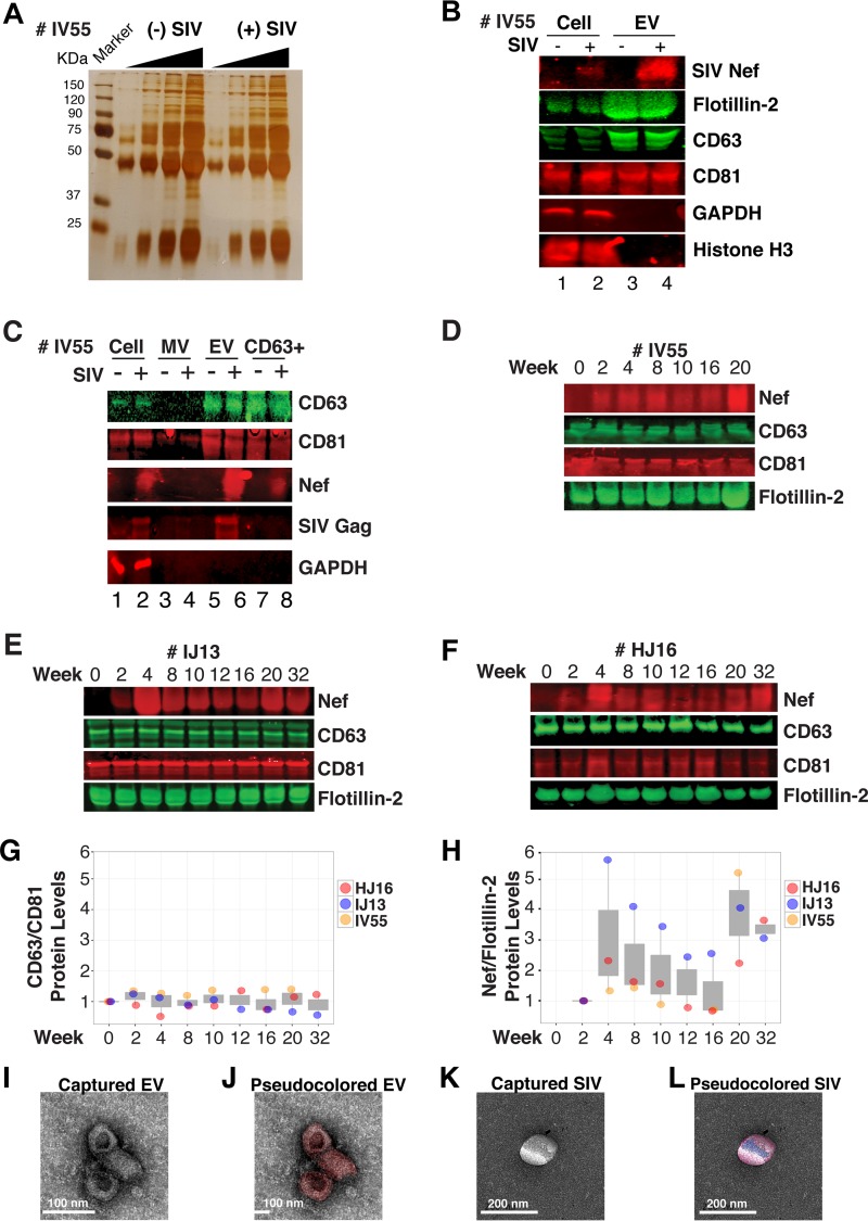 FIG 6 