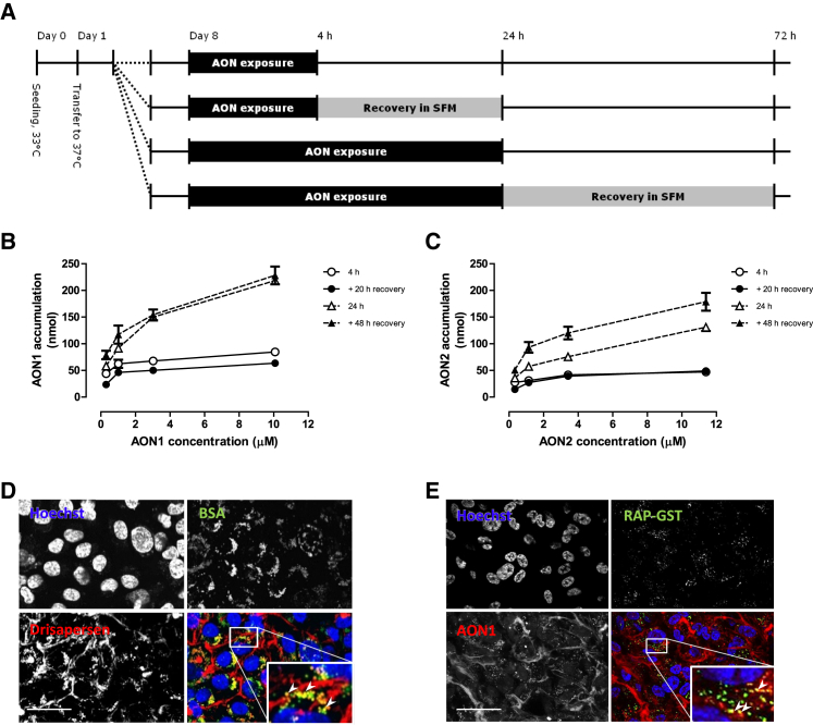 Figure 3