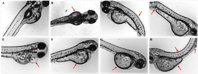 Fig. 9