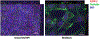 Fig. 10
